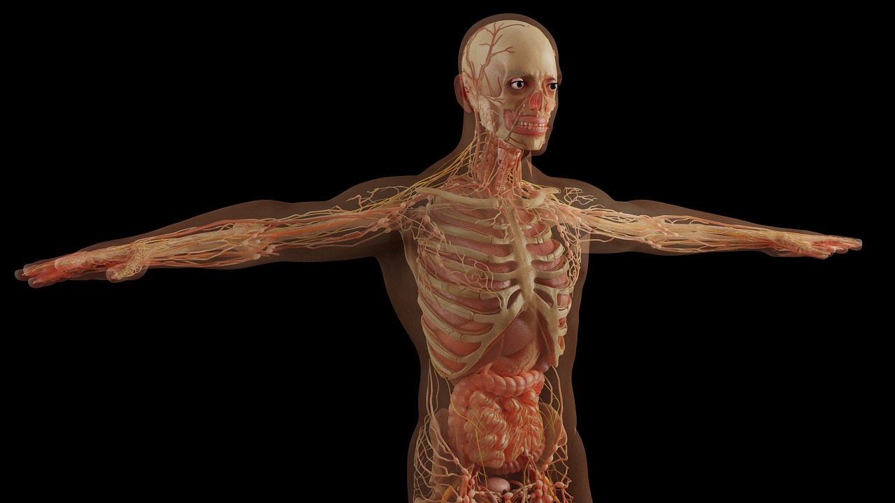 Human body composition illustration