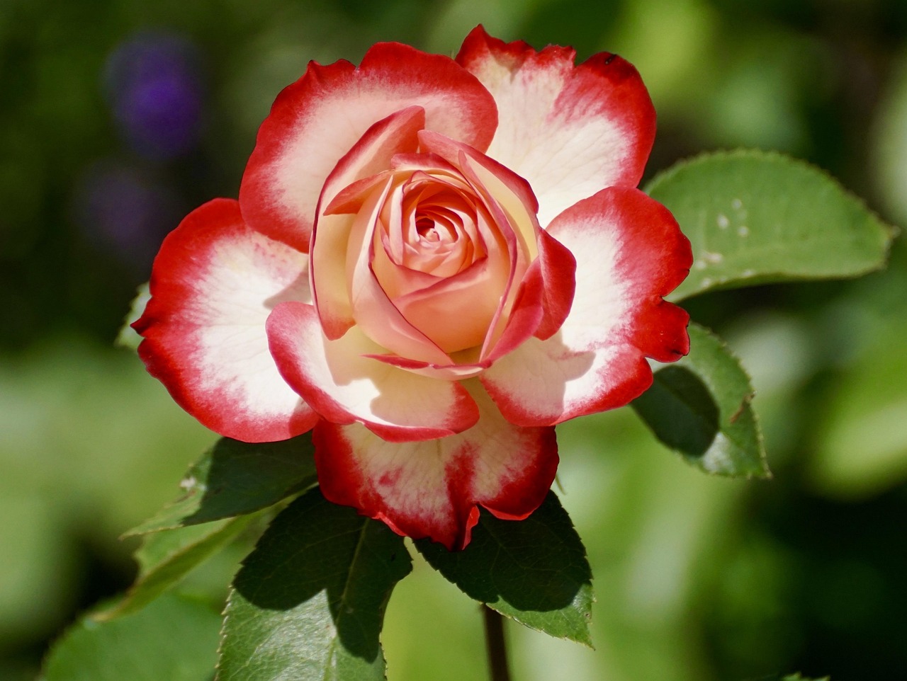 A beautiful rose
