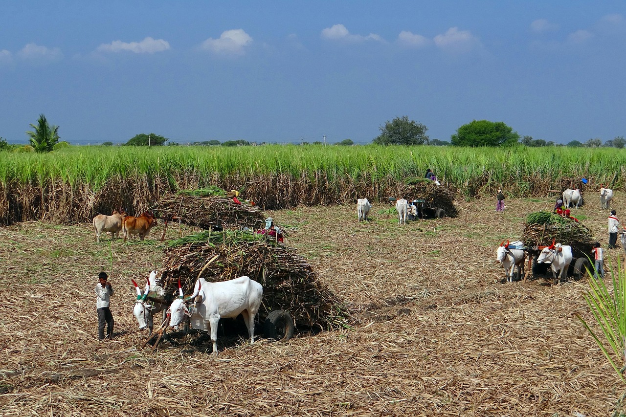 Sugarcane and jaggery