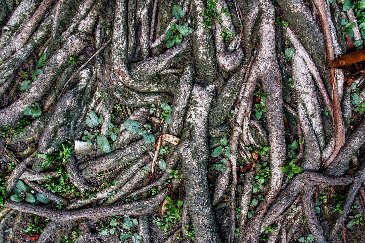 The tangled roots of a banyan tree