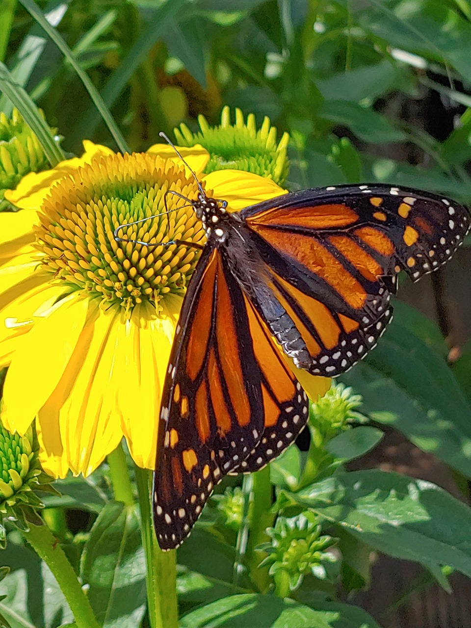 A monarch butterfly on a flower