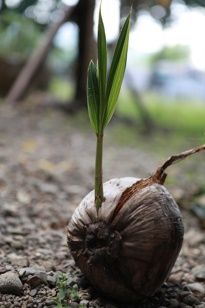 A coconut sprouting a new shoot
