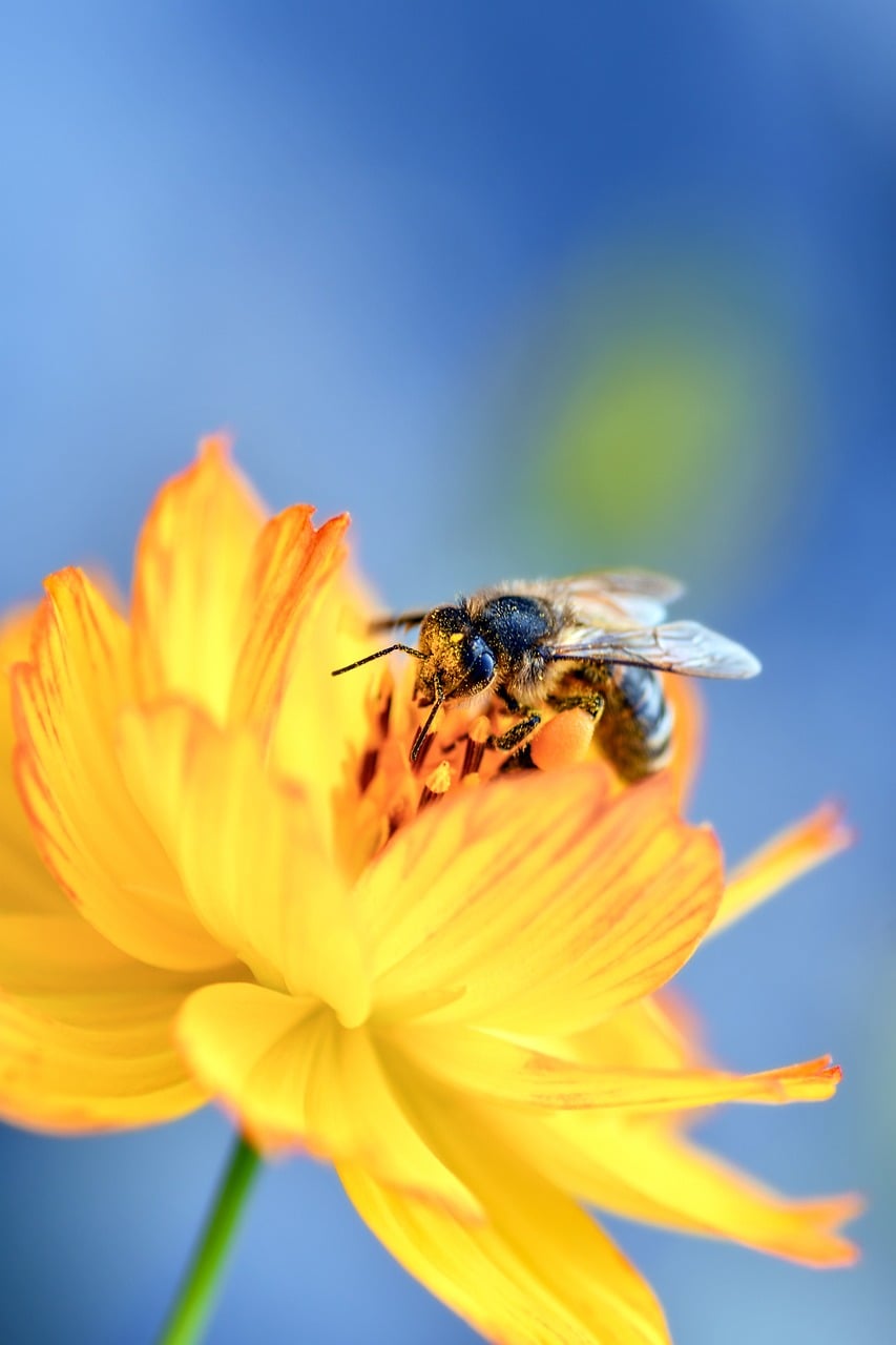A bee on a yellow flower