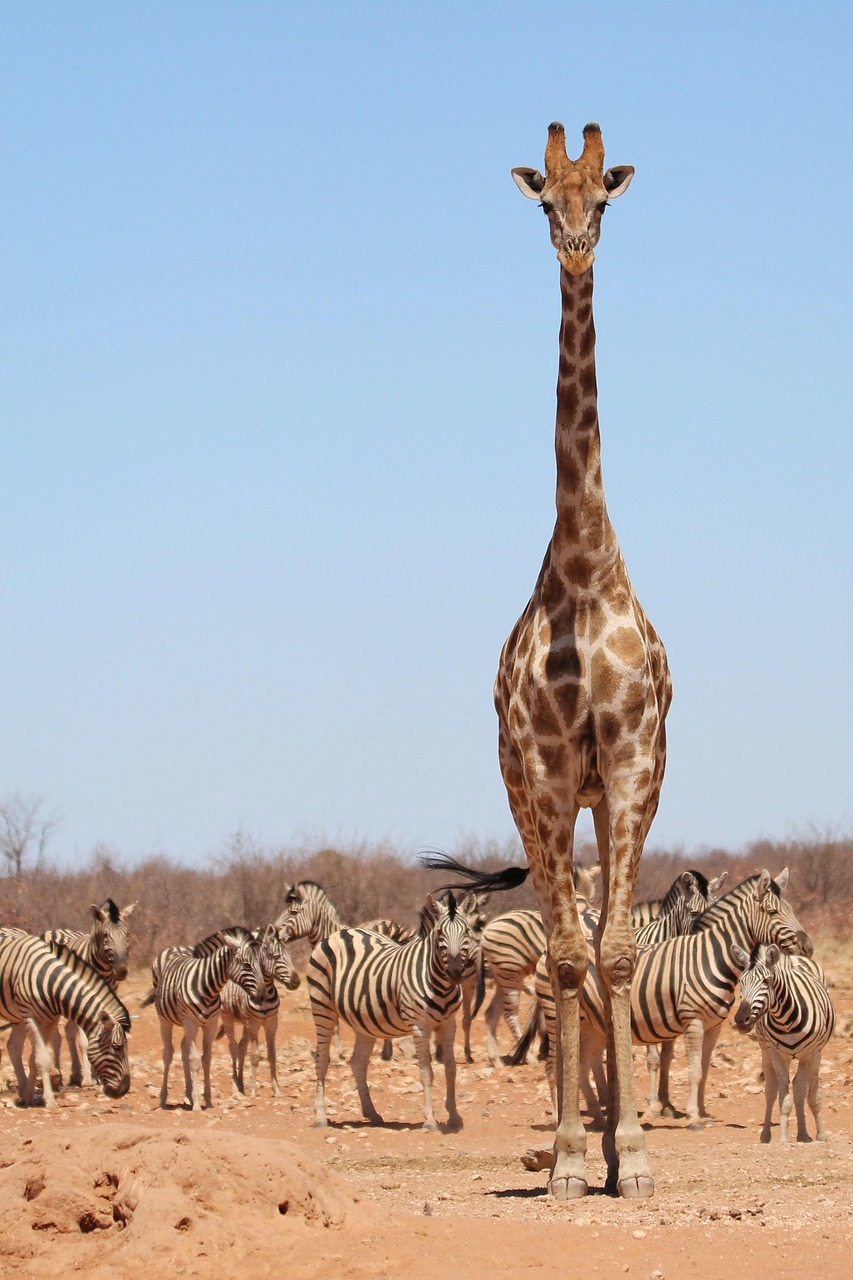 A giraffe among zebras